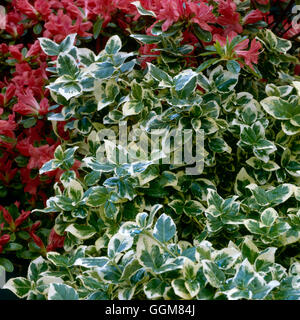 Euonymus fortunei - `Emerald Gaiety' AGM   TRS076292 Stock Photo